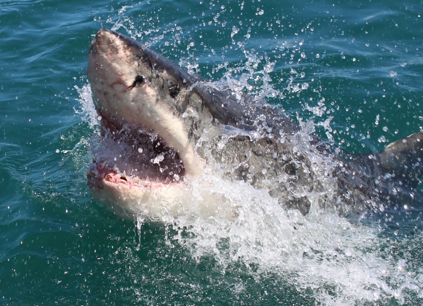 Foto di un squalu