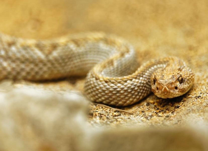 Foto di un serpu