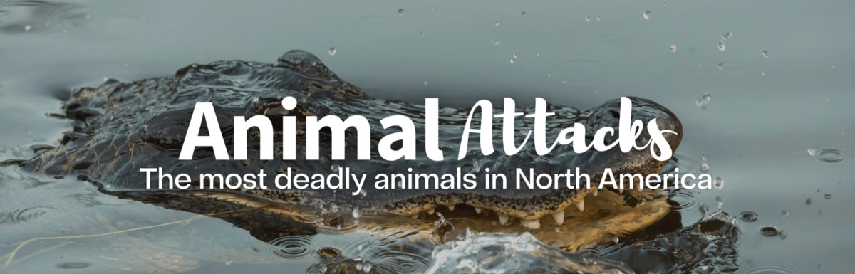 Animal Attacks: The Most Deadly Animals In North America - Outforia