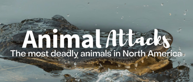 animal attacks featured image
