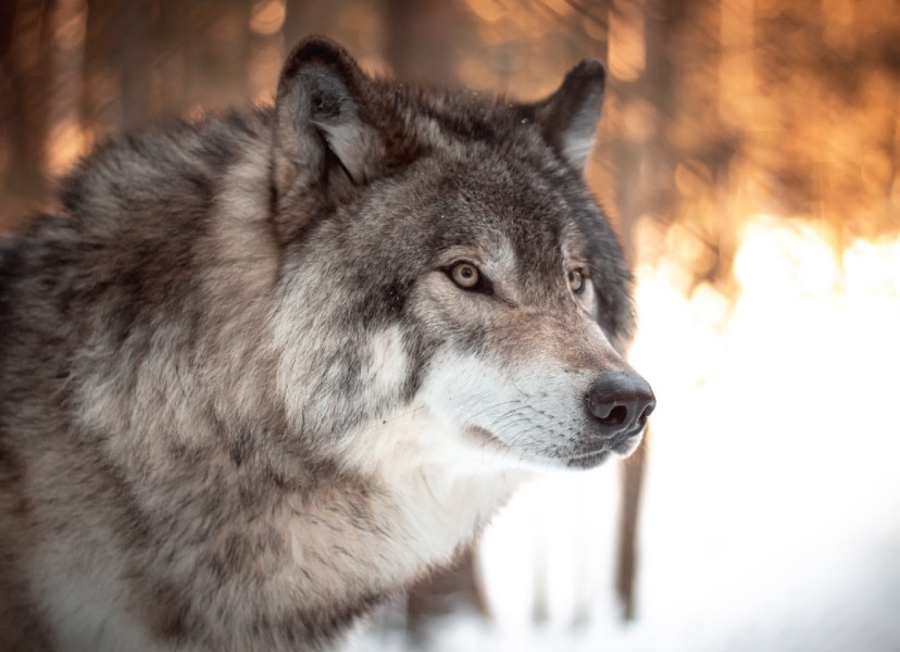 Foto dun lobo
