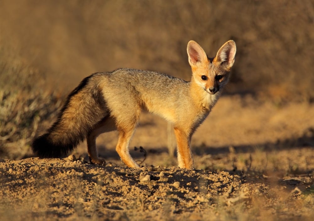 Cape Fox