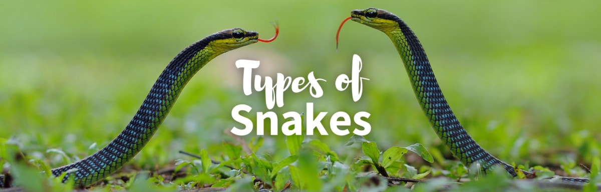 Types of snakes featured image