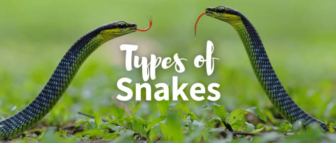 Types of snakes featured image