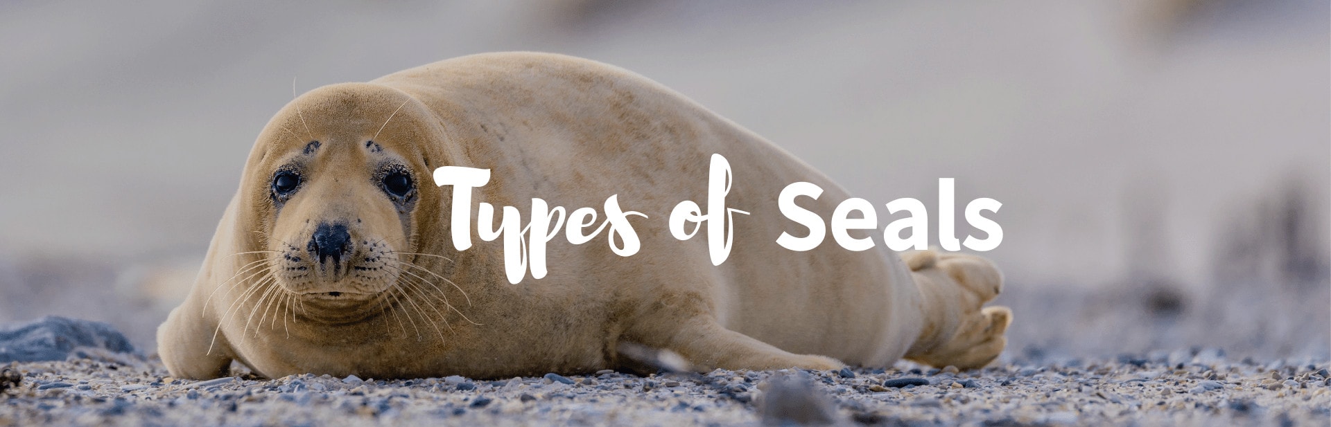 All 33 Types of Seal: Guide, Pictures and Classification