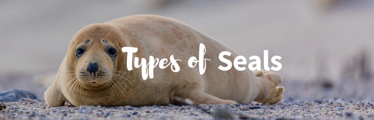 Types of seals featured image