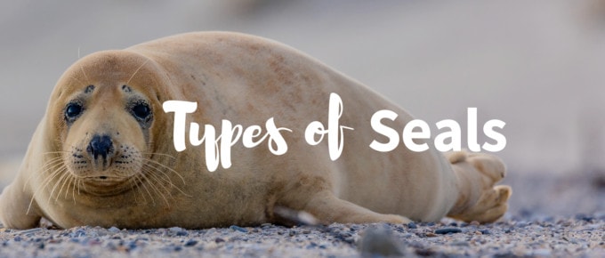Types of seals featured image