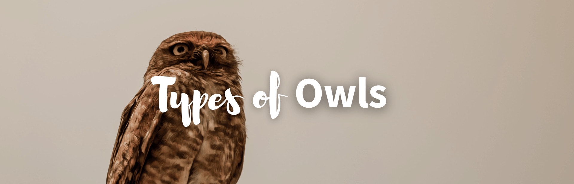 225 Types of Owls: Pictures, Facts and More