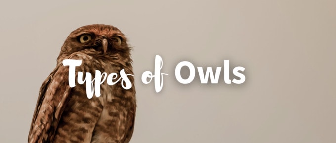 types of owls featured image