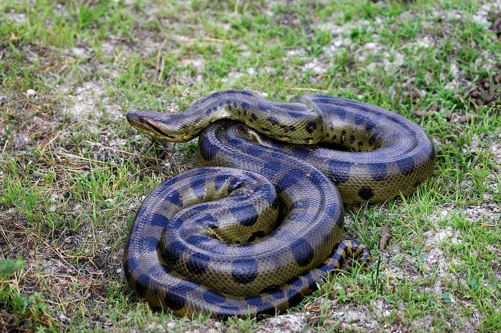 Green anaconda curled up in the grass