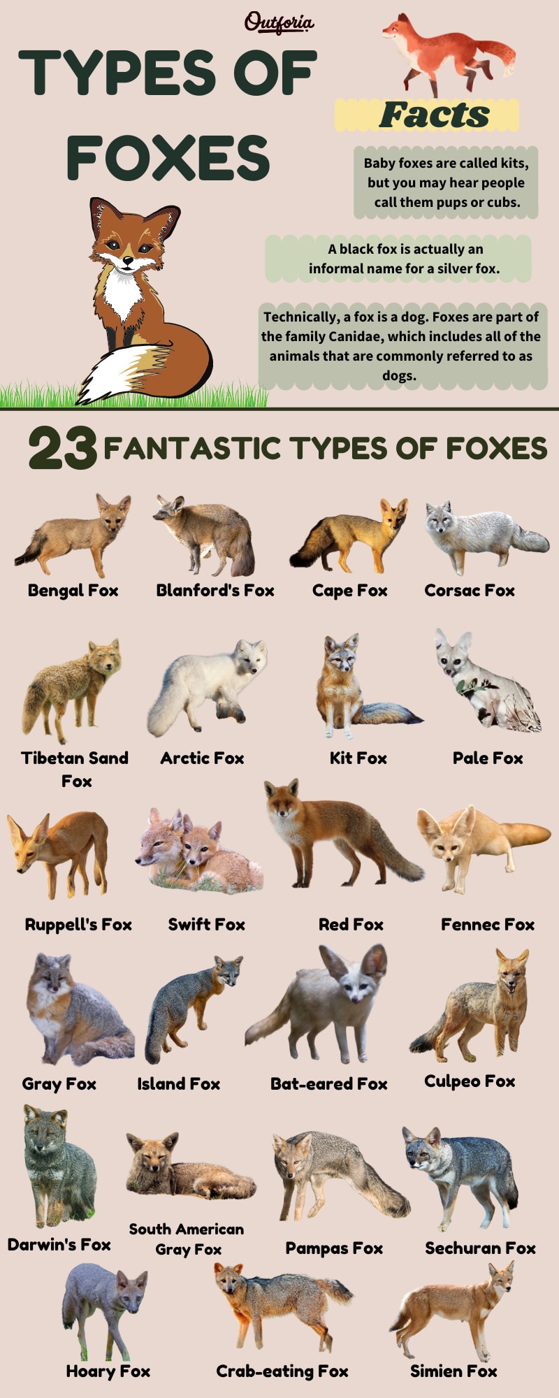 Types of Foxes Infograpic