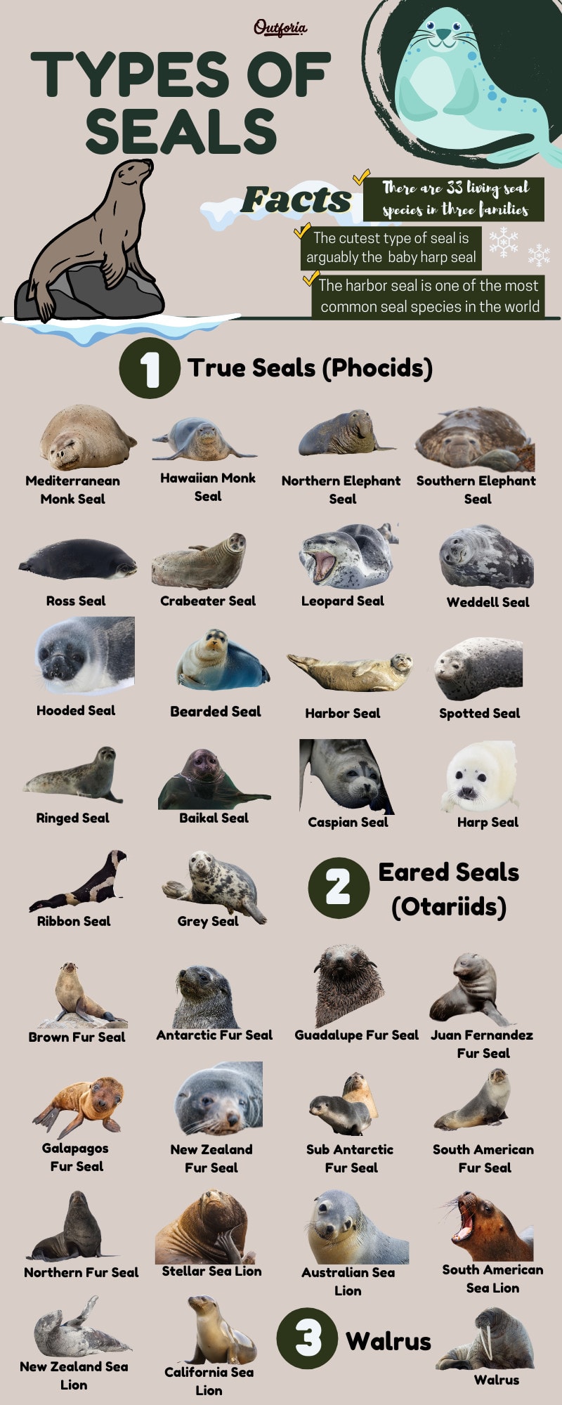 Types of seals Infographic