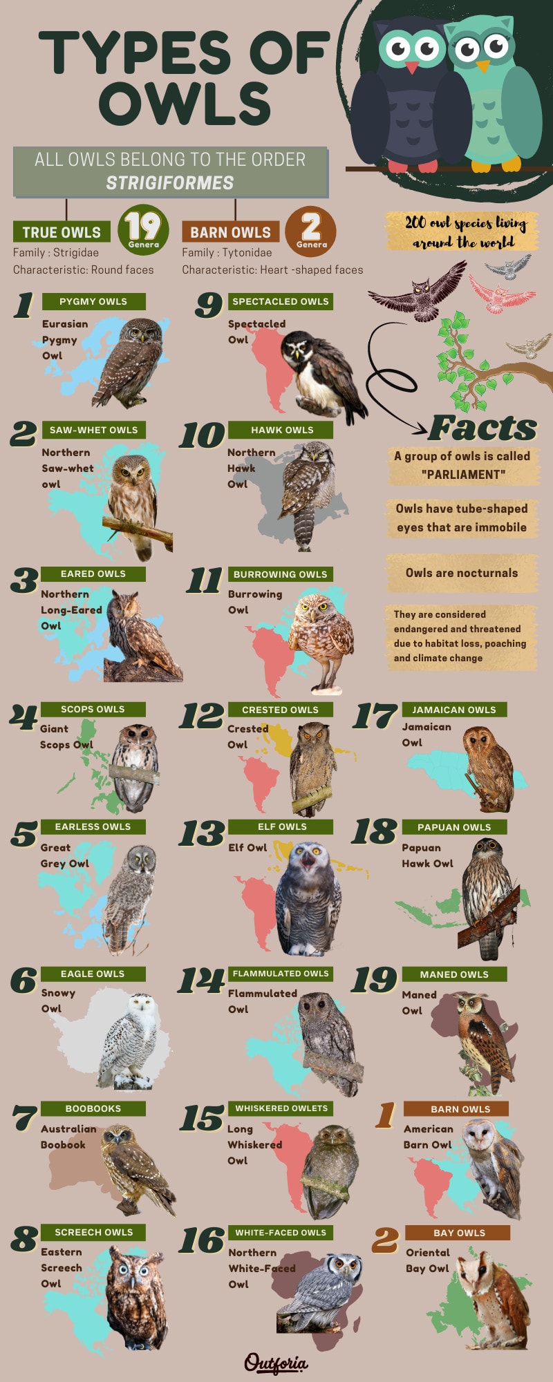 infographic about types of owls
