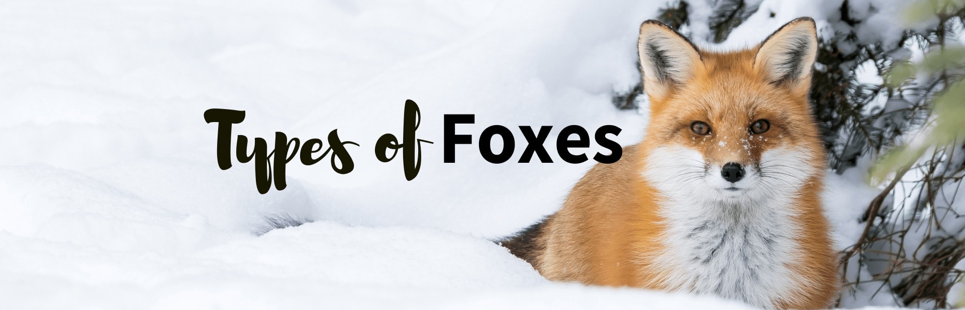 All The 23 Different Types of Foxes: Pictures, Classification and Chart