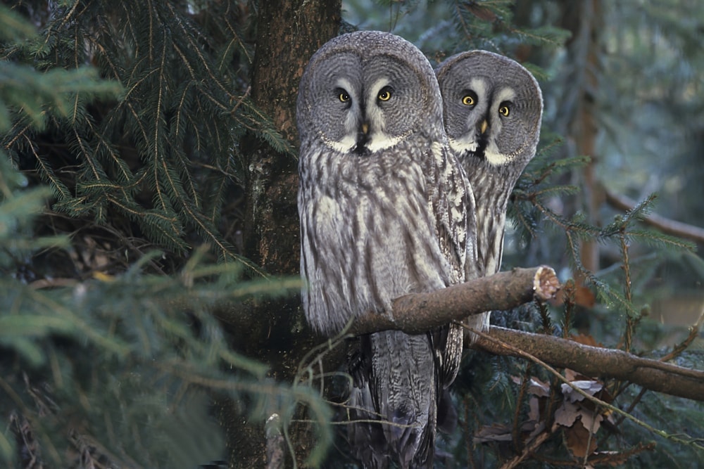 two owls sitting on a branch