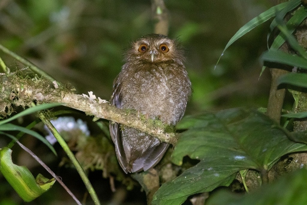 Long-Whiskered Owlet (Xenoglaux loweryi)