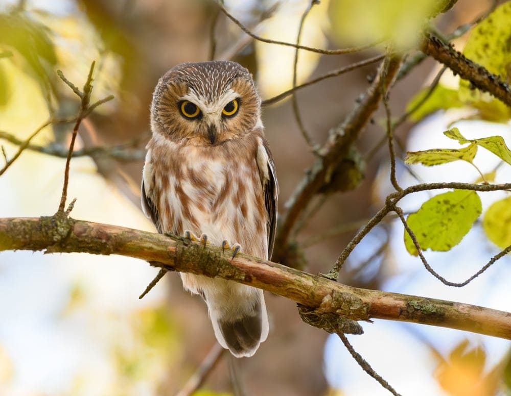 Northern Saw-Whet Owl (Aegolius acadicus)