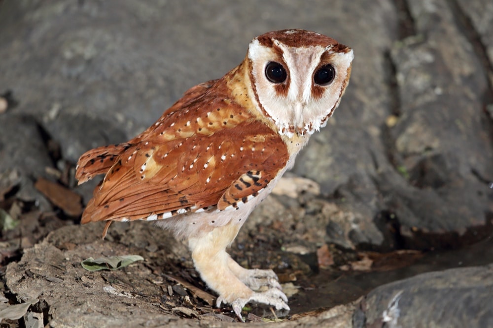Oriental Bay Owl (Phodilus badius)