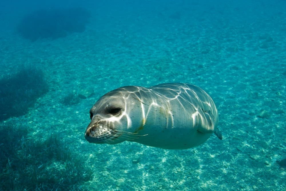 Mediterranean monk seal (Monachus monachus)