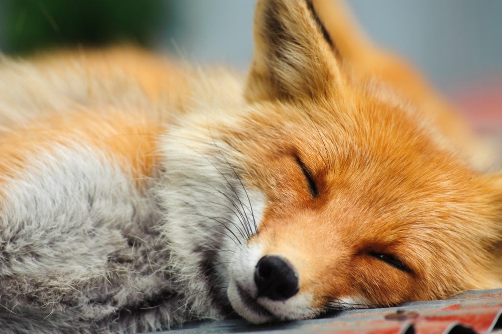 sleeping red fox