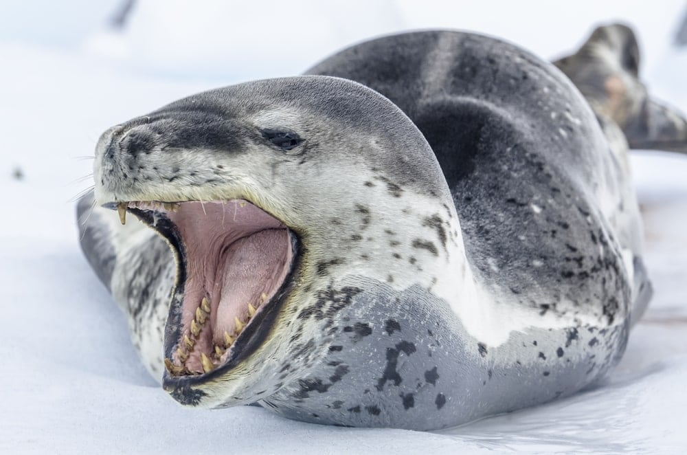  leopard seal (Hydrurga leptonyx)
