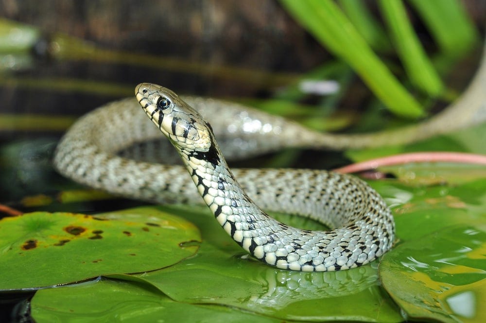 snake on a lily pod