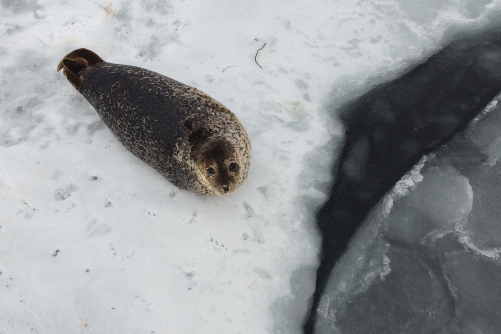  spotted seal (Phoca largha)