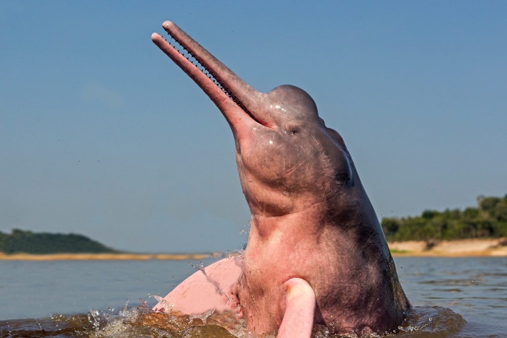 closeup photo of Amazon River dolphin