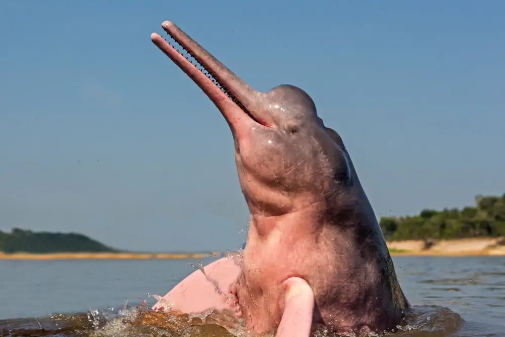 close-up foto van Amazone rivier dolfijn