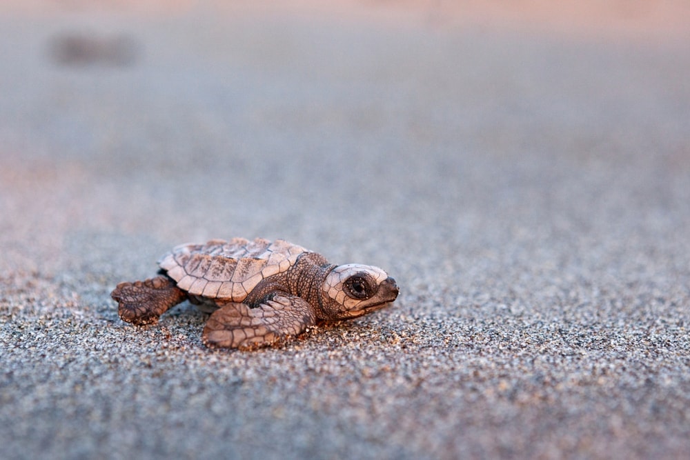 Baby kemp's ridley sea turtle on a sand beach