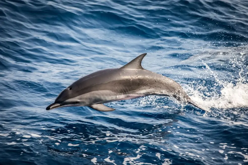 clymene dolphinが海から泳いでいる