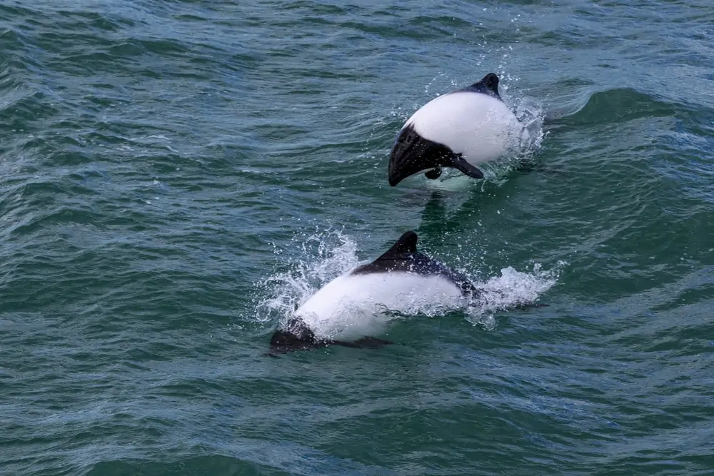 két Commerson delfin úszik ki a vízből