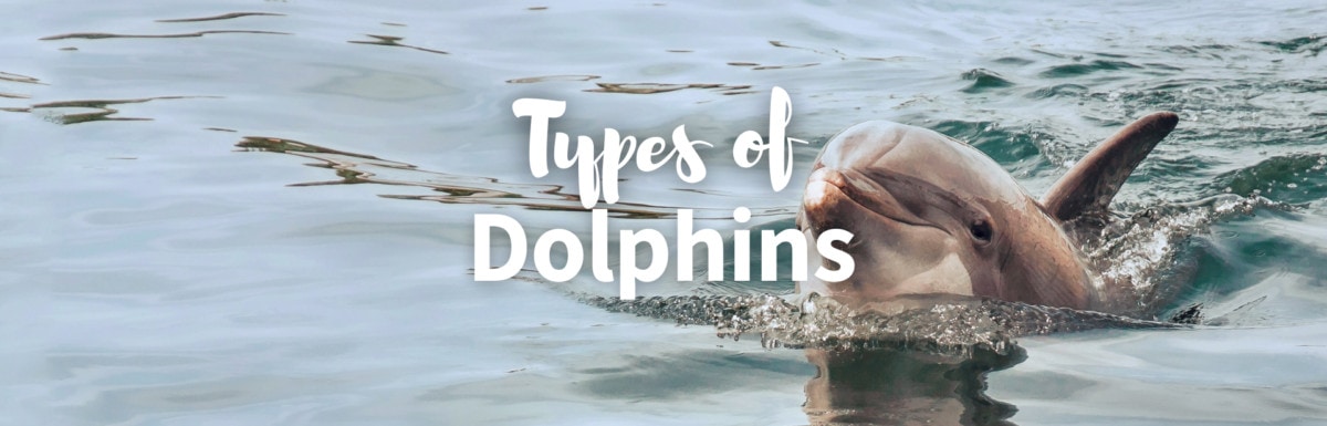 Types of dolphins featured image