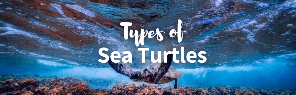 Types of sea turtles featured image