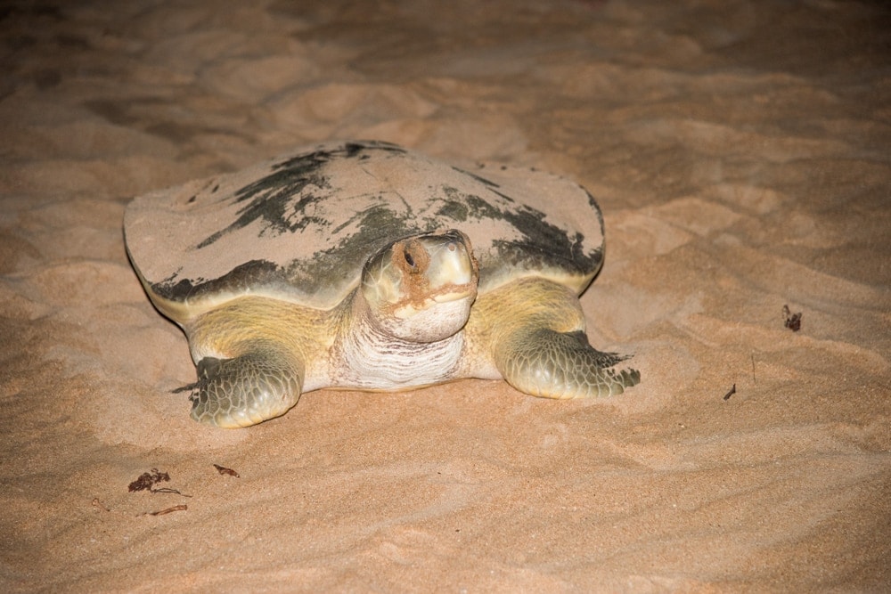 adult flatback sea turtle covered in sand