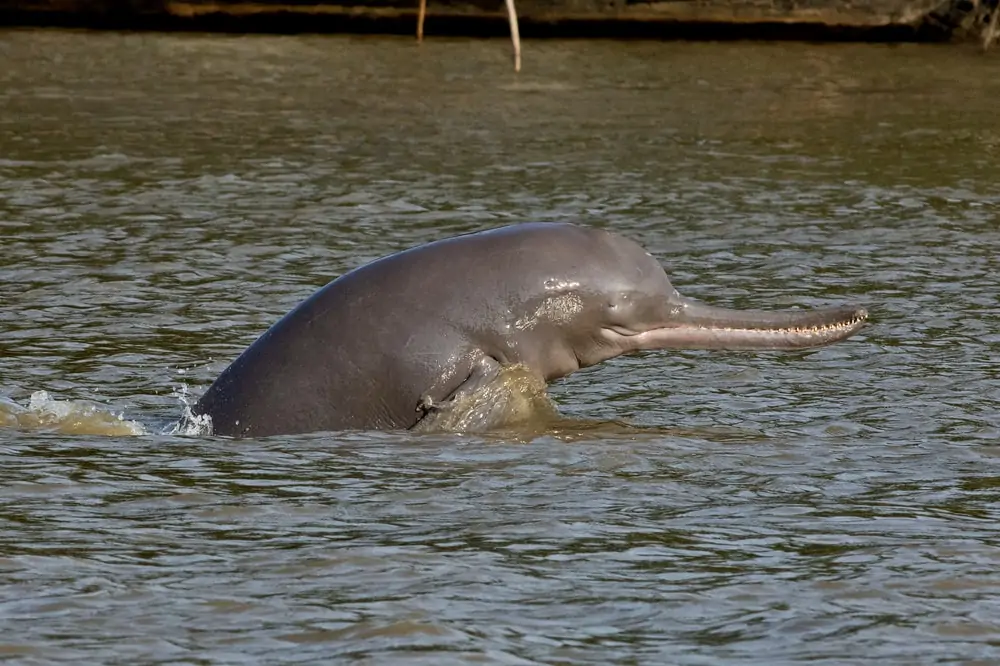 갠지스 강 돌고래의 근접 촬영 사진