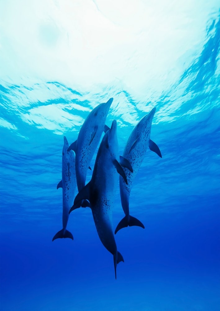 four Atlantic spotted dolphins preparing to jump out of the water
