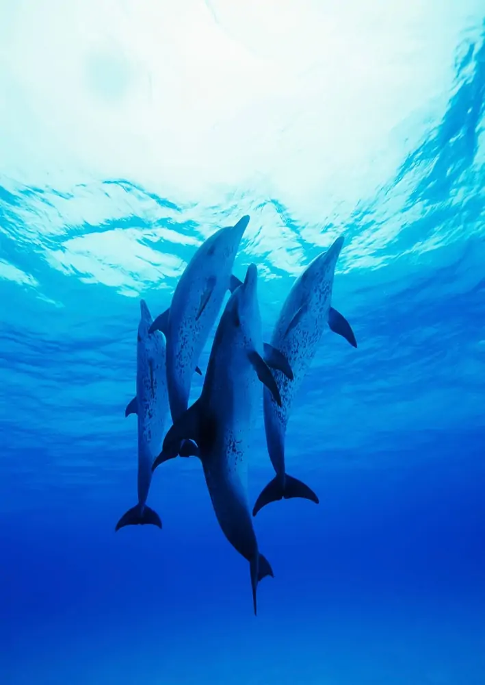  vier atlantische Fleckendelfine, die sich darauf vorbereiten, aus dem Wasser zu springen
