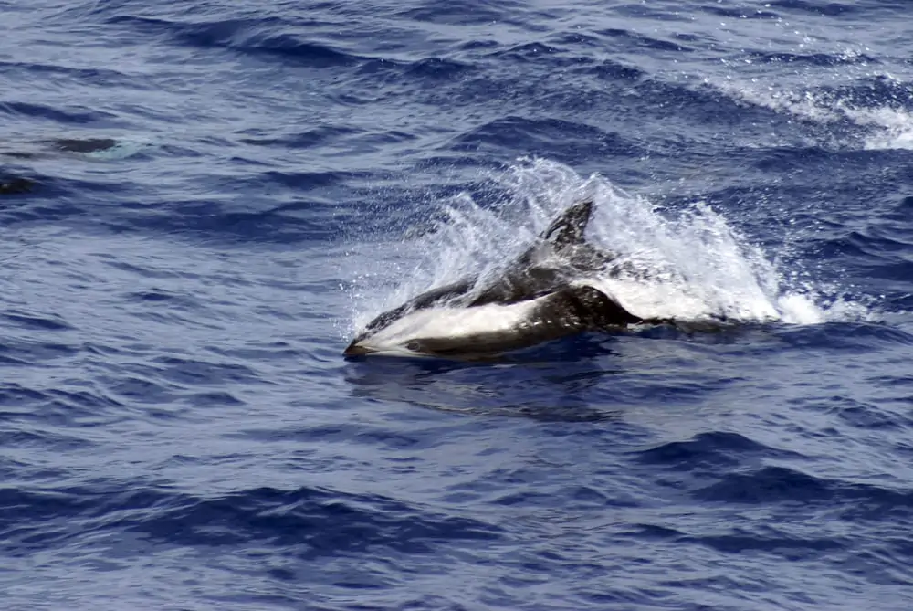 timeglass delfin svømming ut av vannet