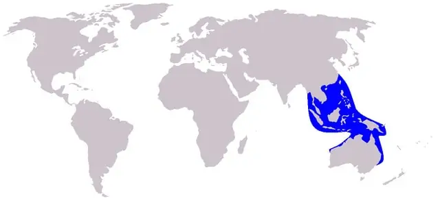 harta de distribuție a delfinilor cu cocoașă din Pacificul indo