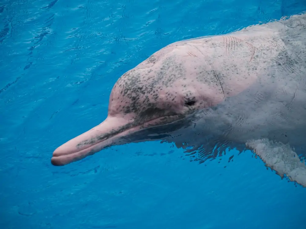 lähikuva Indo-Tyynenmeren ryhävalasdelfiinistä