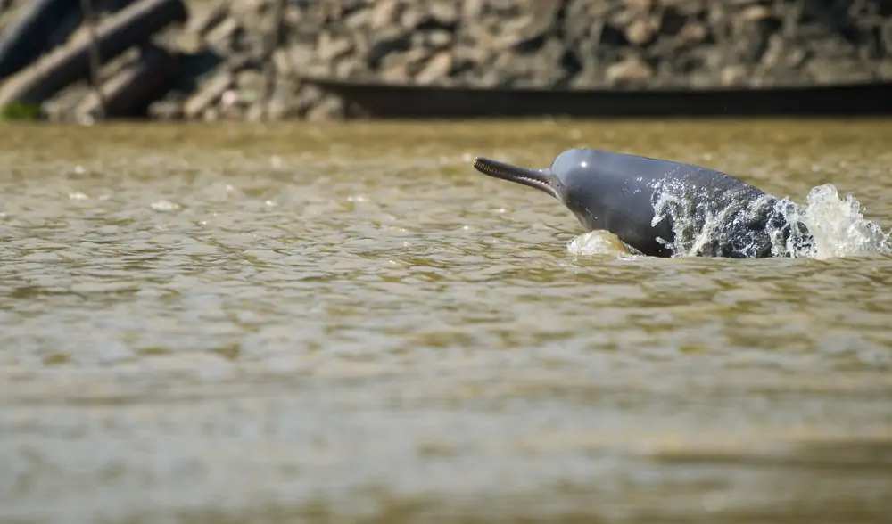 Głowa delfina rzeki Indus wyłaniającego się z wody