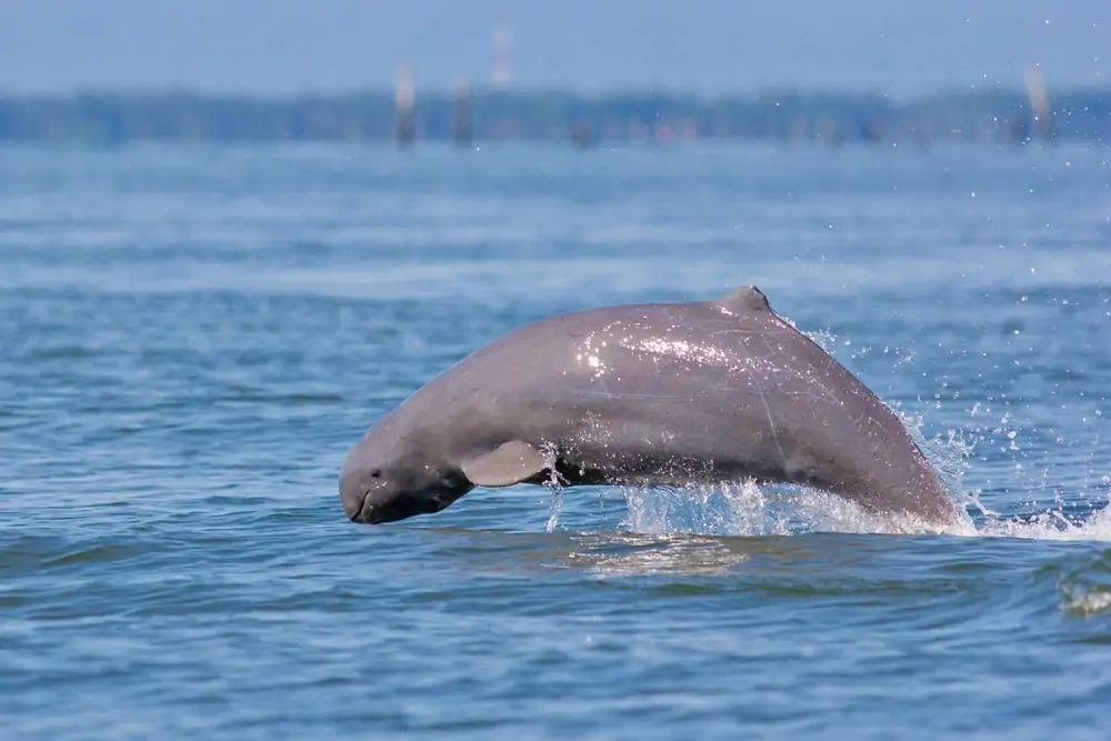 fotografie delfína Irrawaddy, který vyskočil z vody