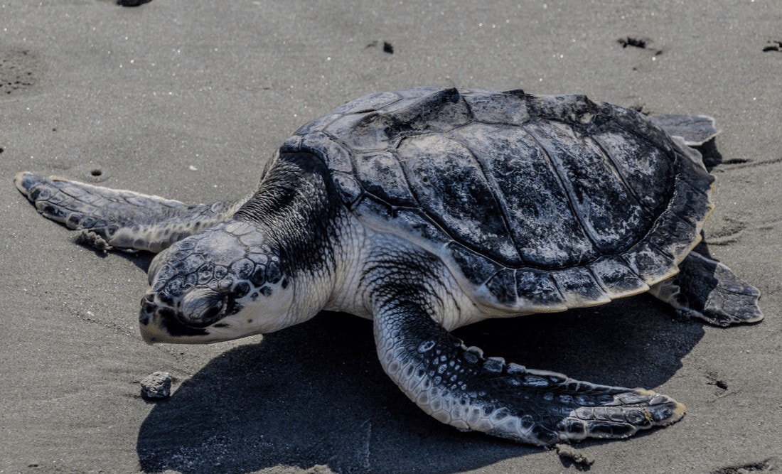 Adult kemp's ridley sea turtle on a black sand