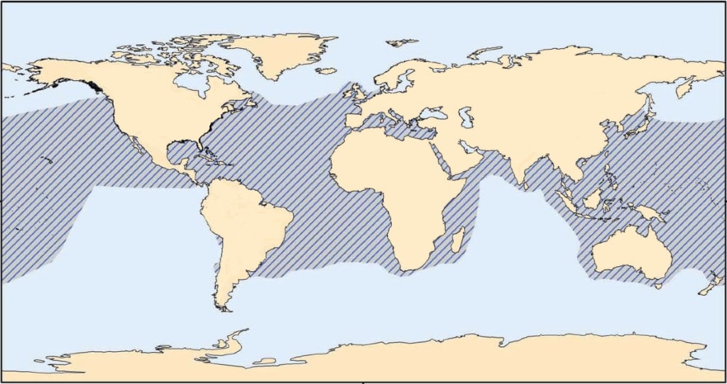 Loggerhead sea turtle range map