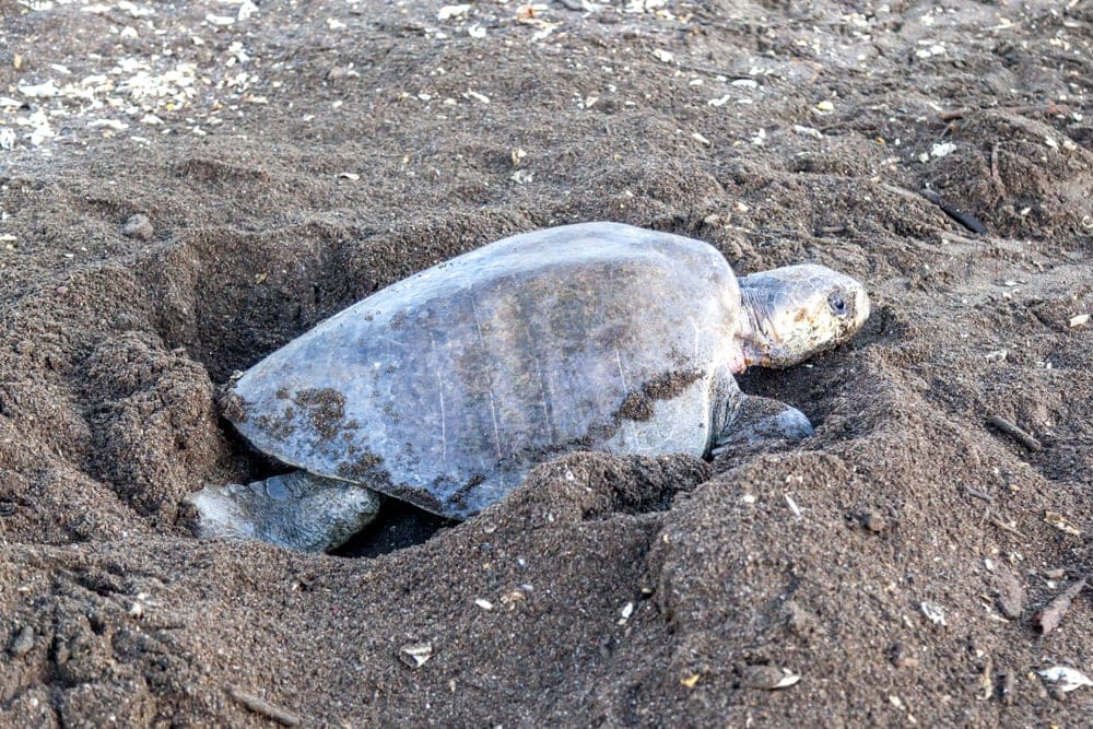 Olive Ridley sea turtle digging in the sand to cover her eggs