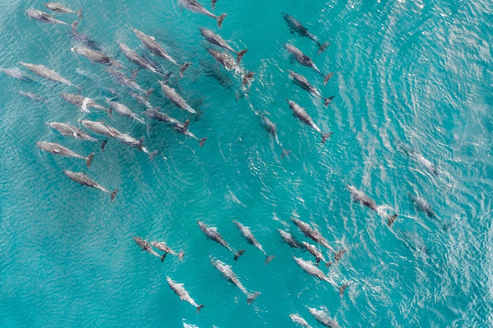Squad, school of dolphins aerial shot