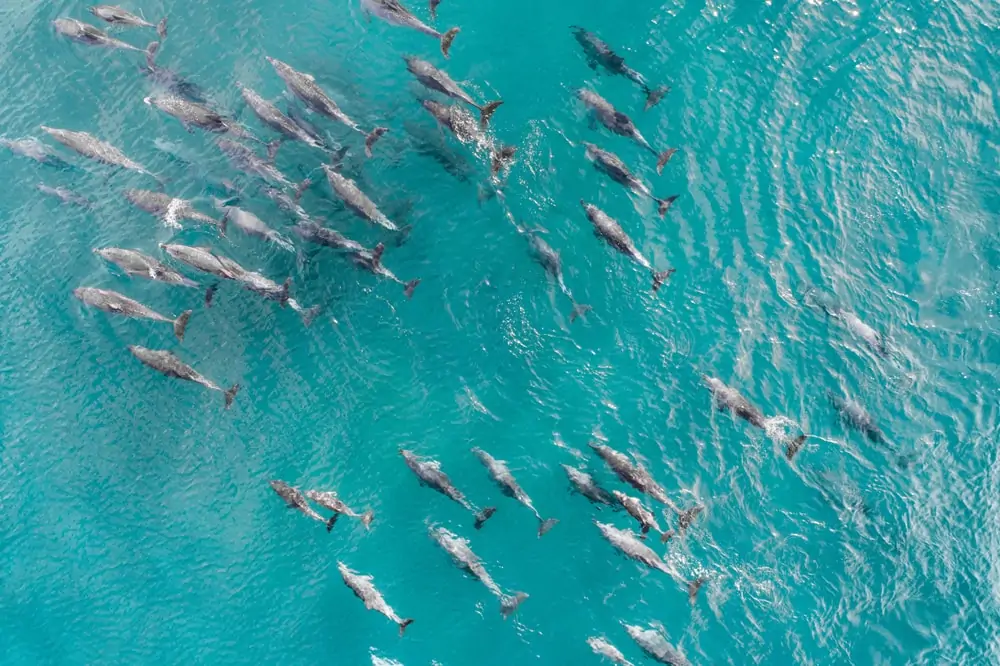  Escouade, école de dauphins prise de vue aérienne 
