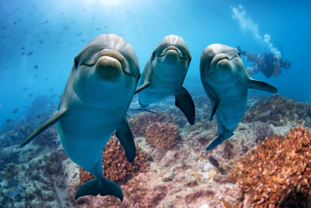 Three cute dolphins underwater with scuba diver at the back