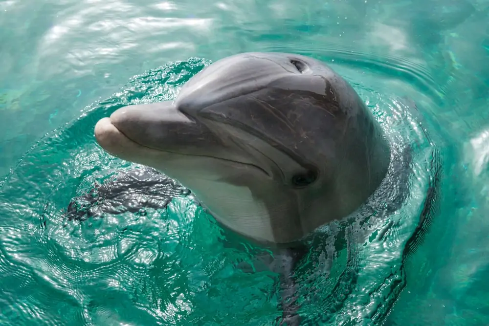 legrégebbi delfin portré